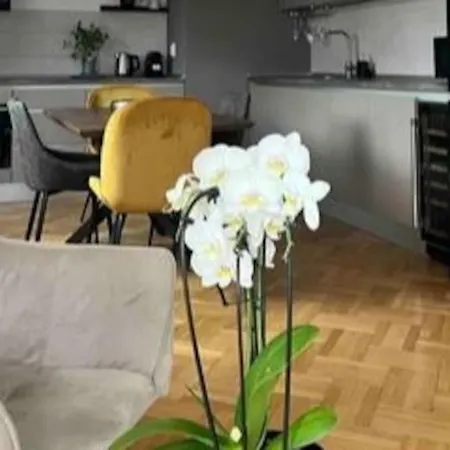 Loft Floreasca Bukarest